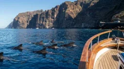 Pozorování velryb a delfínů na Tenerife: Nejlepší výlety lodí a jak se tam dostat autem (2026)
